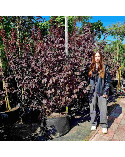 Ліщина велика Пурпуреа | Corylus maxima Purpurea | Лещина большая Пурпуреа