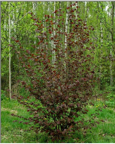 Ліщина велика Пурпуреа | Corylus maxima Purpurea | Лещина большая Пурпуреа