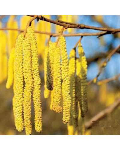 Ліщина велика Пурпуреа | Corylus maxima Purpurea | Лещина большая Пурпуреа