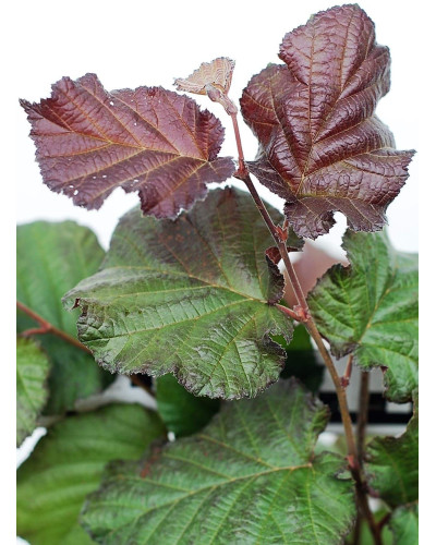 Ліщина велика Пурпуреа | Corylus maxima Purpurea | Лещина большая Пурпуреа