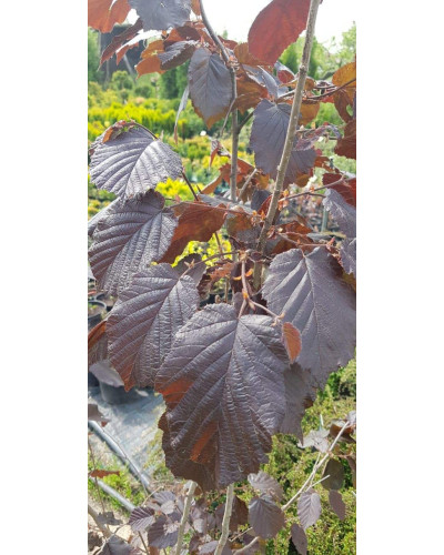 Ліщина велика Пурпуреа | Corylus maxima Purpurea | Лещина большая Пурпуреа
