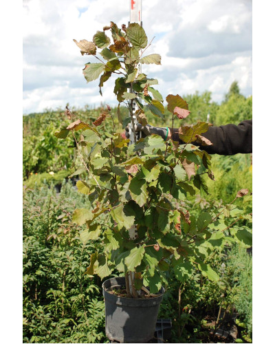 Ліщина велика Пурпуреа | Corylus maxima Purpurea | Лещина большая Пурпуреа