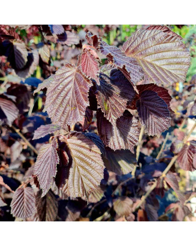 Ліщина велика Пурпуреа | Corylus maxima Purpurea | Лещина большая Пурпуреа