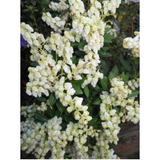 Леукотое Зеблід Скарлетта |  Leucothoe Zeblid Scarletta | Леукотоэ Зеблид Скарлетта
