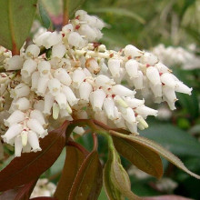 Леукотое Зеблід Скарлетта |  Leucothoe Zeblid Scarletta | Леукотоэ Зеблид Скарлетта