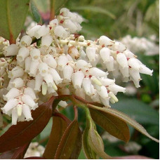 Леукотое Зеблід Скарлетта |  Leucothoe Zeblid Scarletta | Леукотоэ Зеблид Скарлетта