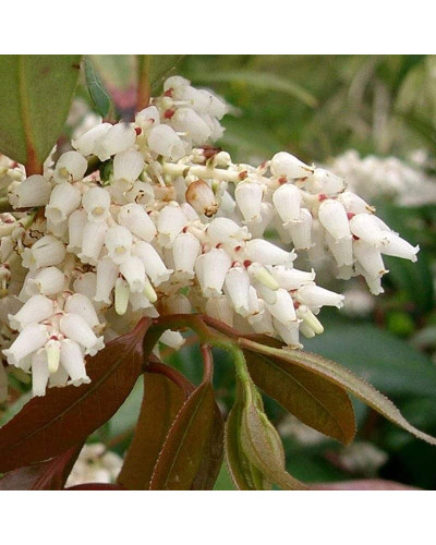 Леукотое Зеблід Скарлетта | Leucothoe Zeblid Scarletta | Леукотоэ Зеблид Скарлетта