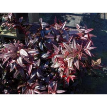 Леукотое Зеблід Скарлетта |  Leucothoe Zeblid Scarletta | Леукотоэ Зеблид Скарлетта