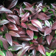 Леукотое Зеблід Скарлетта |  Leucothoe Zeblid Scarletta | Леукотоэ Зеблид Скарлетта