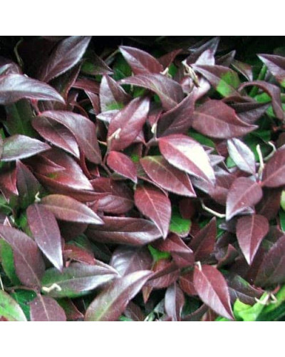 Леукотое Зеблід Скарлетта | Leucothoe Zeblid Scarletta | Леукотоэ Зеблид Скарлетта