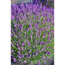 Лаванда вузьколиста Хідкот | Lavandula angustifolia Hidcote | Лаванда узколистная Хидкот