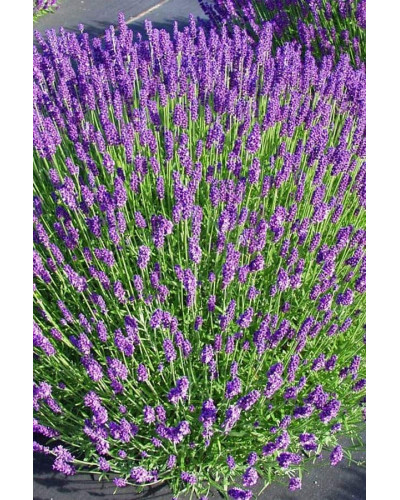 Лаванда вузьколиста Хідкот | Lavandula angustifolia Hidcote | Лаванда узколистная Хидкот
