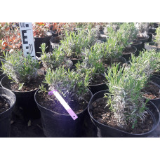 Лаванда вузьколиста Хідкот | Lavandula angustifolia Hidcote | Лаванда узколистная Хидкот