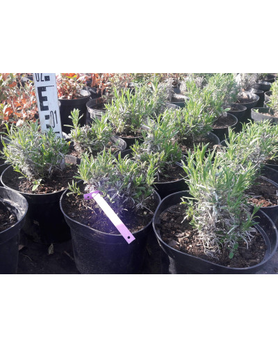 Лаванда вузьколиста Хідкот | Lavandula angustifolia Hidcote | Лаванда узколистная Хидкот