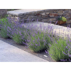 Лаванда вузьколиста Хідкот | Lavandula angustifolia Hidcote | Лаванда узколистная Хидкот