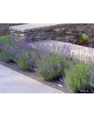 Лаванда вузьколиста Хідкот | Lavandula angustifolia Hidcote | Лаванда узколистная Хидкот