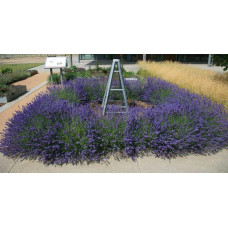 Лаванда вузьколиста Хідкот | Lavandula angustifolia Hidcote | Лаванда узколистная Хидкот