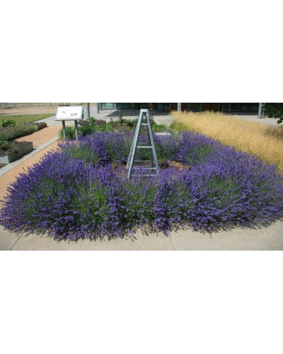Лаванда вузьколиста Хідкот | Lavandula angustifolia Hidcote | Лаванда узколистная Хидкот