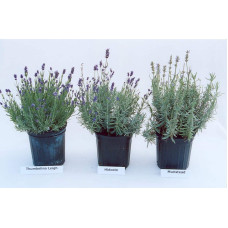 Лаванда вузьколиста Хідкот | Lavandula angustifolia Hidcote | Лаванда узколистная Хидкот