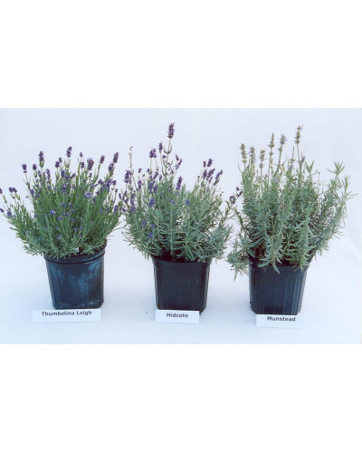Лаванда вузьколиста Хідкот | Lavandula angustifolia Hidcote | Лаванда узколистная Хидкот