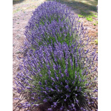 Лаванда вузьколиста Хідкот | Lavandula angustifolia Hidcote | Лаванда узколистная Хидкот