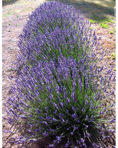 Лаванда вузьколиста Хідкот | Lavandula angustifolia Hidcote | Лаванда узколистная Хидкот