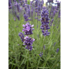 Лаванда вузьколиста Хідкот | Lavandula angustifolia Hidcote | Лаванда узколистная Хидкот