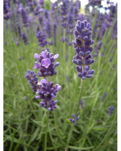 Лаванда вузьколиста Хідкот | Lavandula angustifolia Hidcote | Лаванда узколистная Хидкот
