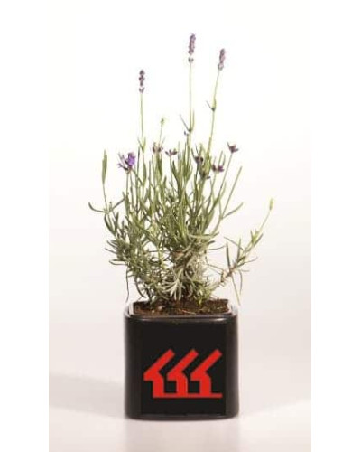 Лаванда вузьколиста Хідкот | Lavandula angustifolia Hidcote | Лаванда узколистная Хидкот