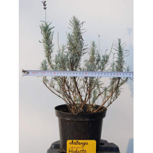 Лаванда вузьколиста Хідкот | Lavandula angustifolia Hidcote | Лаванда узколистная Хидкот