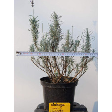 Лаванда вузьколиста Хідкот | Lavandula angustifolia Hidcote | Лаванда узколистная Хидкот