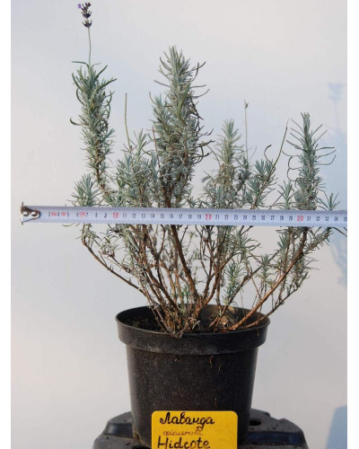 Лаванда вузьколиста Хідкот | Lavandula angustifolia Hidcote | Лаванда узколистная Хидкот
