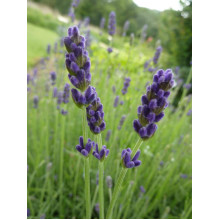 Лаванда вузьколиста Хідкот | Lavandula angustifolia Hidcote | Лаванда узколистная Хидкот