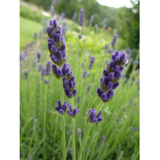 Лаванда вузьколиста Хідкот | Lavandula angustifolia Hidcote | Лаванда узколистная Хидкот