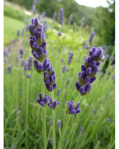 Лаванда вузьколиста Хідкот | Lavandula angustifolia Hidcote | Лаванда узколистная Хидкот
