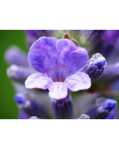 Лаванда вузьколиста Хідкот | Lavandula angustifolia Hidcote | Лаванда узколистная Хидкот