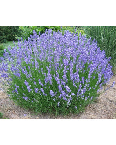 Лаванда вузьколиста Хідкот | Lavandula angustifolia Hidcote | Лаванда узколистная Хидкот