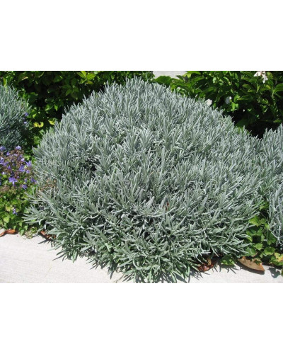 Лаванда вузьколиста Хідкот | Lavandula angustifolia Hidcote | Лаванда узколистная Хидкот