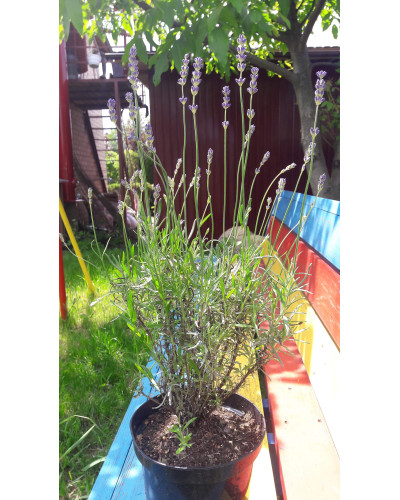 Лаванда вузьколиста Хідкот | Lavandula angustifolia Hidcote | Лаванда узколистная Хидкот