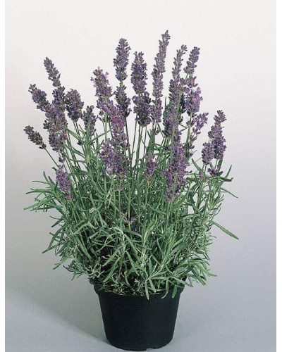 Лаванда вузьколиста Хідкот | Lavandula angustifolia Hidcote | Лаванда узколистная Хидкот