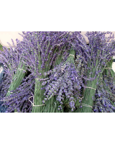 Лаванда вузьколиста Хідкот | Lavandula angustifolia Hidcote | Лаванда узколистная Хидкот
