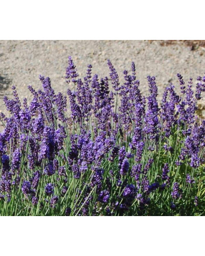 Лаванда вузьколиста Хідкот | Lavandula angustifolia Hidcote | Лаванда узколистная Хидкот