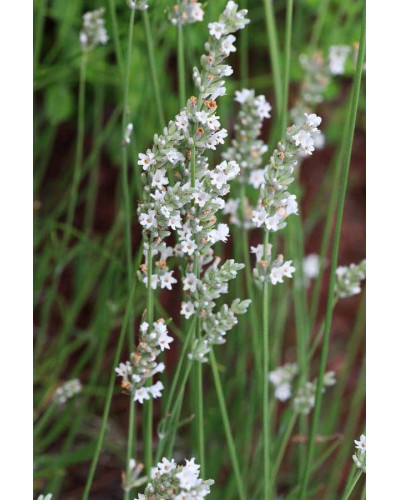 Лаванда вузьколиста Нана Альба | Lavandula angustifolia Nana Alba | Лаванда узколистная Нана Альба