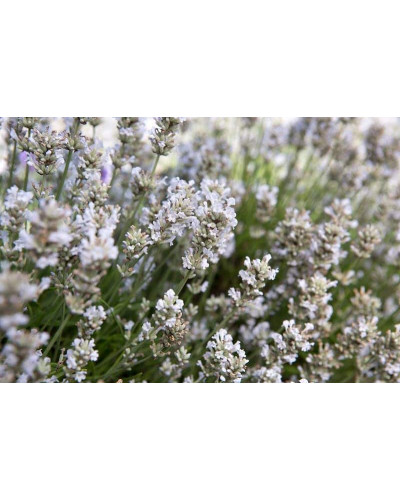 Лаванда вузьколиста Нана Альба | Lavandula angustifolia Nana Alba | Лаванда узколистная Нана Альба
