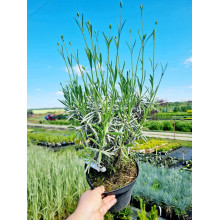 Лаванда вузьколиста Нана Альба | Lavandula angustifolia Nana Alba | Лаванда узколистная Нана Альба