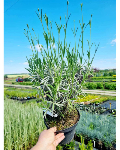 Лаванда вузьколиста Нана Альба | Lavandula angustifolia Nana Alba | Лаванда узколистная Нана Альба