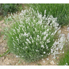 Лаванда вузьколиста Нана Альба | Lavandula angustifolia Nana Alba | Лаванда узколистная Нана Альба