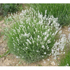 Лаванда вузьколиста Нана Альба | Lavandula angustifolia Nana Alba | Лаванда узколистная Нана Альба