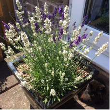 Лаванда вузьколиста Нана Альба | Lavandula angustifolia Nana Alba | Лаванда узколистная Нана Альба