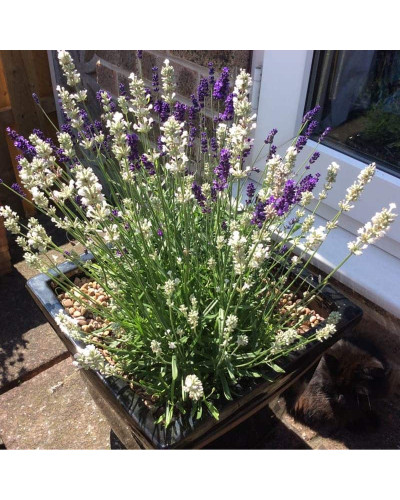 Лаванда вузьколиста Нана Альба | Lavandula angustifolia Nana Alba | Лаванда узколистная Нана Альба